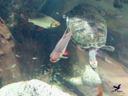 Haus des Meeres 4.02.2026